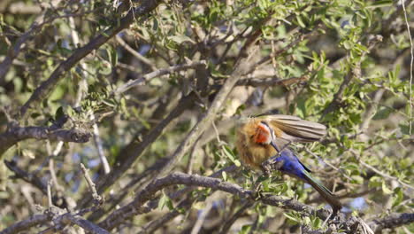 Abejaruco-De-Frente-Blanca-Acicalándose-Las-Plumas-Mientras-Está-Posado-En-Un-Arbusto