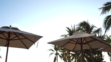 Umbrella-sun-shared-and-tropical-palm-trees-low-angle-static-view