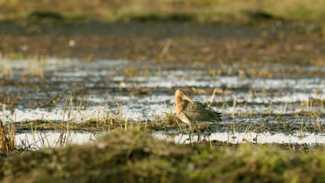 Uferschnepfe-Hautnah-In-Feuchtgebieten-Der-Frühjahrswanderung,-Die-Sich-Im-Morgenlicht-Ernähren