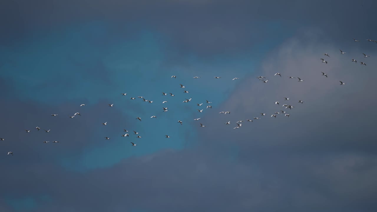 어두운 폭풍우 가을 하늘에서 이동하는 새들의 거대한 무리가