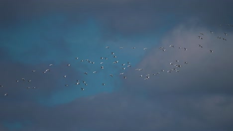 una enorme bandada de aves migratorias en el oscuro cielo tormentoso del otoño