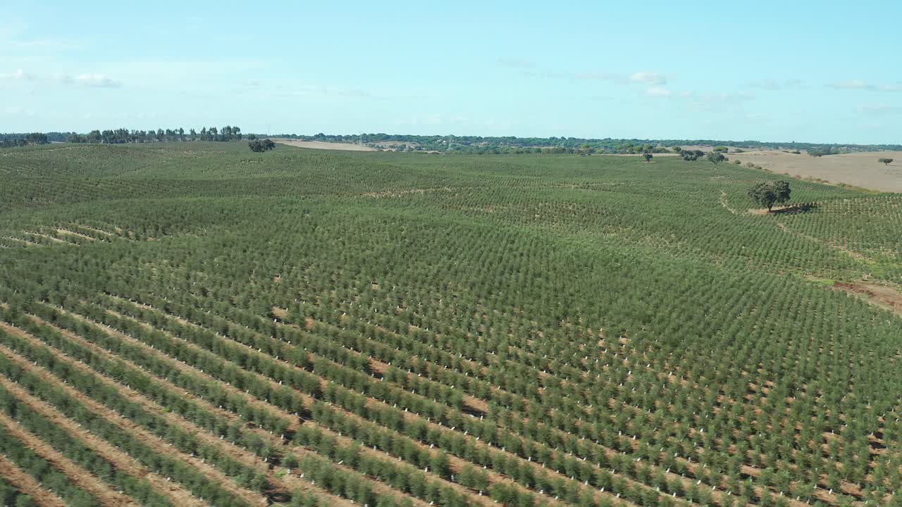 campo agrícola con olivares en un típico fondo europeo idílico