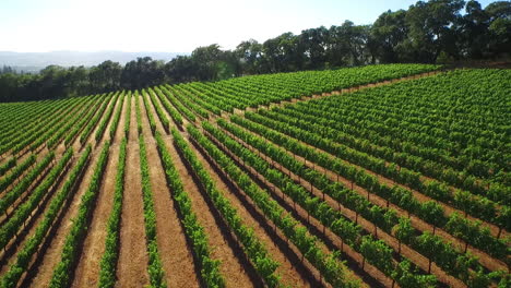 An-vista-aérea-over-rows-of-vineyards-in-Northern-California\'s-Sonoma-County