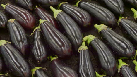 close up shot of many fresh violet eggplants on outdoor market -panning shot