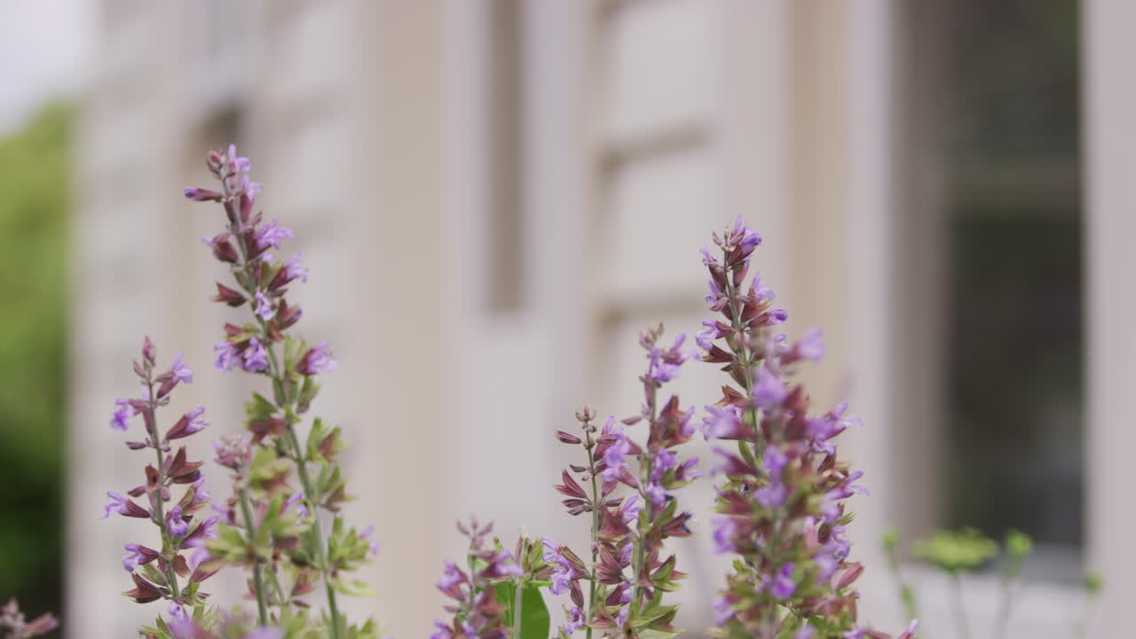 flores rosadas en cámara lenta que soplan en el viento en primer plano con un edificio de madera desenfocado en el fondo