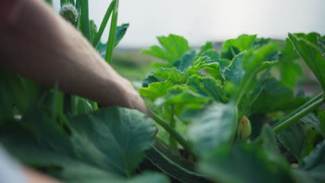 person harvesting green squash gourd in a garden