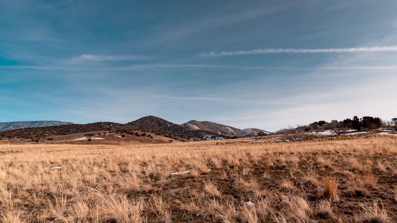 ovejas domésticas pastando en la alta cordillera del desierto en utah en un día de invierno - lapso de tiempo de zoom