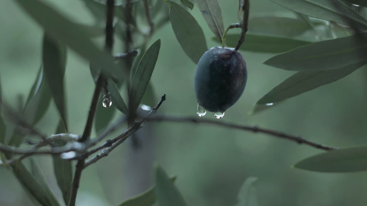 Close up of an olive leaf and fruit with fresh rain droplets