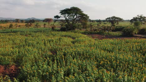 Sonnenblumenfarm-Bei-Sonnenuntergang-Mit-üppigen-Grünen-Blättern-Auf-Einem-Bauernhof-In-Afrika