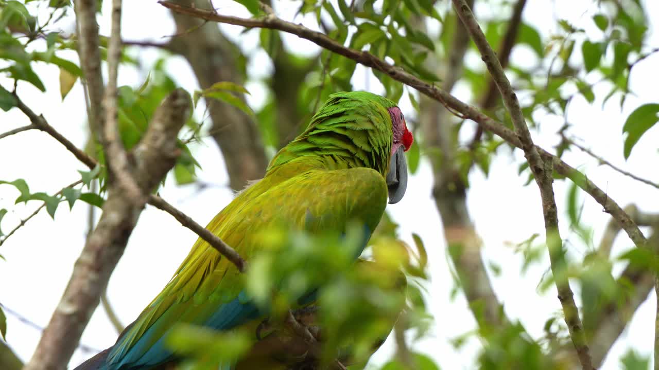 gran guacamayo verde posado en la rama de un árbol en medio del hábitat del bosque, mirando lejos, foto de cerca de una especie de ave en peligro crítico de extinción