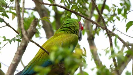 Gran-Guacamaya-Verde-Posada-En-La-Rama-De-Un-árbol-En-Medio-Del-Hábitat-Del-Bosque,-Mirando-A-Lo-Lejos,-Primer-Plano-De-Una-Especie-De-Ave-En-Peligro-Crítico-De-Extinción