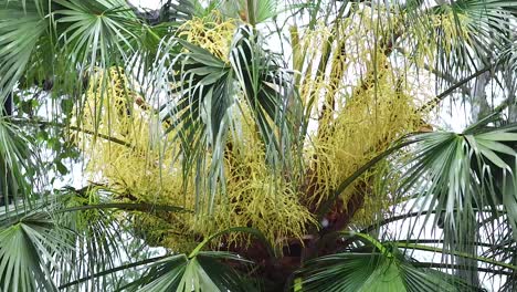 yellow flowers amidst green palm leaves