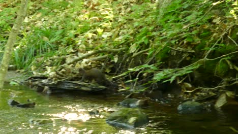 Visones-Salvajes-Corriendo-Y-Jugando-En-Un-Río-Visones-Nadando-En-Un-Arroyo