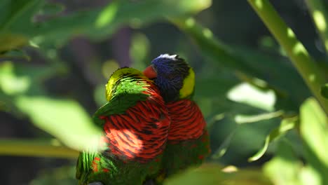 Un-Par-De-Loros-Arcoiris-Encaramados-En-Una-Rama-En-La-Selva-Tropical-Y-Amorosamente,-Tiernamente-Acicalándose-Unos-A-Otros