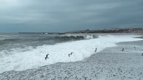 ocean waves breaking on coast, birds flying over open sea porto portugal city