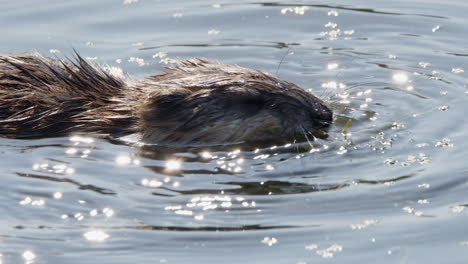 close up head of muskrat feeding on aquatic vegetation in wetland pond