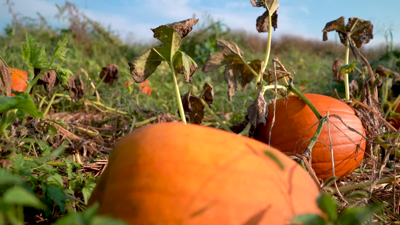 Pumpkins in a Field