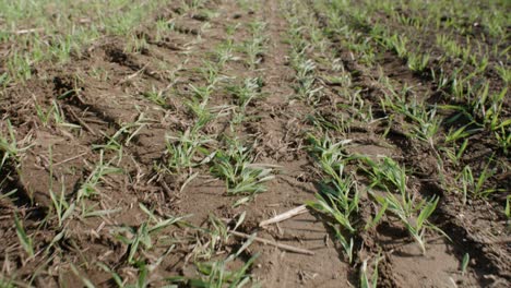 soil compacted by tractor tires on field