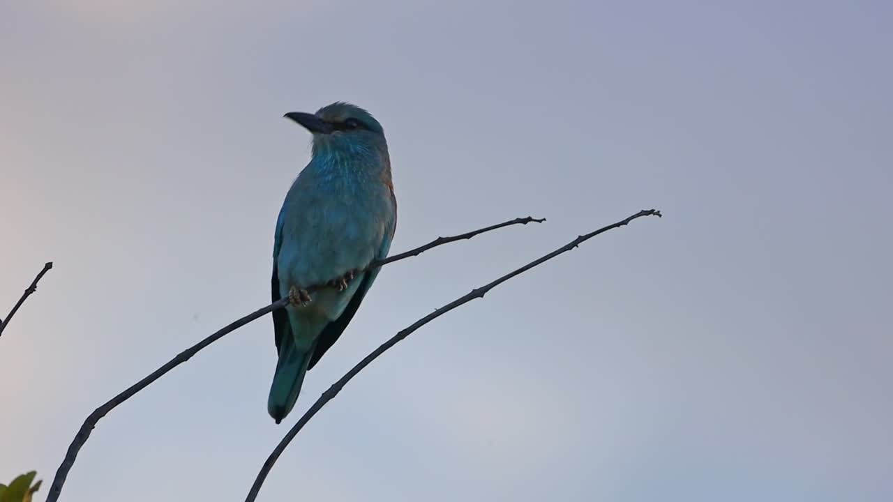 Colorful European Roller perched on twig in tree canopy, telephoto frontal view