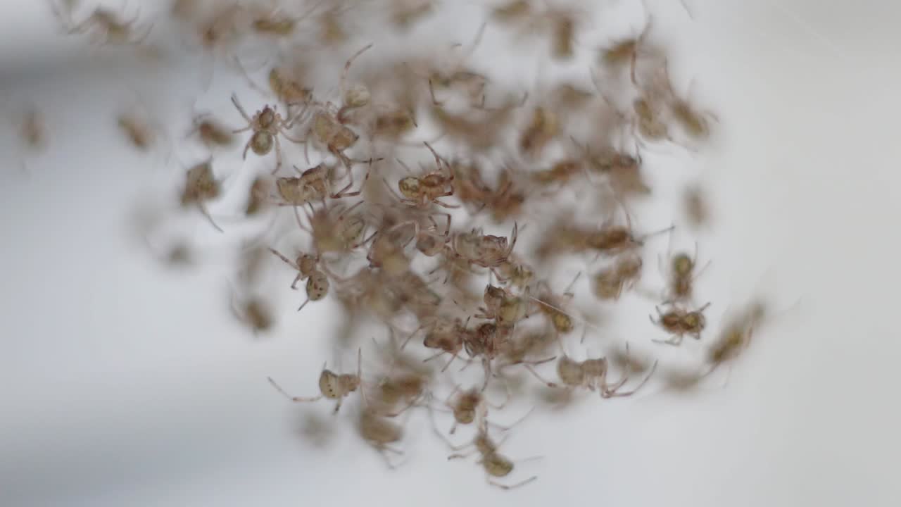 Slow-motion close-up of dozens of brown widow spider (Latrodectus geometricus) spiderlings on a web