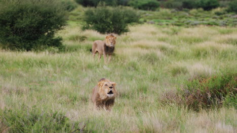 prime male lion roaring to mark territory in the bush of central kalahari with a male lion in the background, botswana