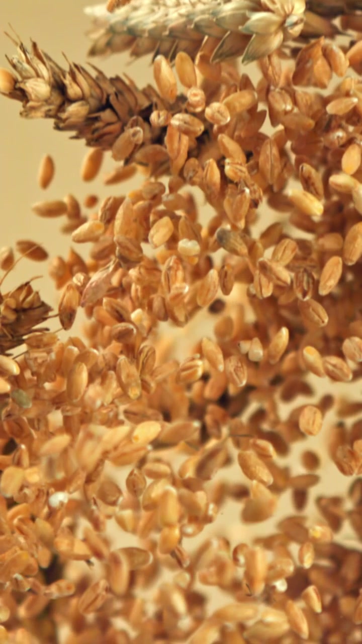 Chicchi di grano dorati e spighe che cadono al rallentatore