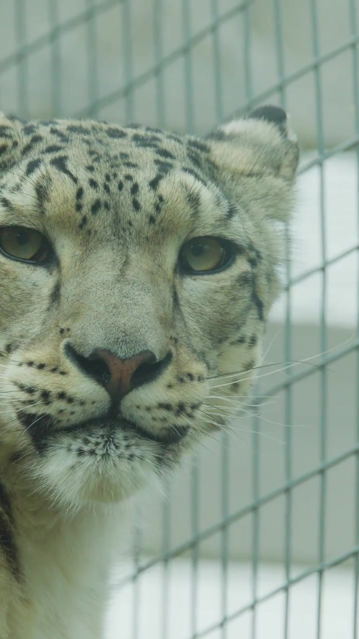 Un leopardo delle nevi gira lentamente la testa all'interno di un recinto di rete, ripreso in una luce diurna morbida e diffusa con una prospettiva ravvicinata e stabile della telecamera.