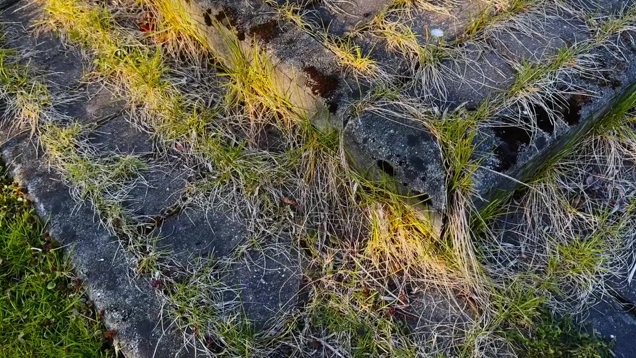 Pavimentazione trascurata accanto a un vecchio edificio, con erba secca ed erbacce che si diffondono tra le fughe della pavimentazione attorno a cordoli di cemento usurati sotto la calda luce del sole.
