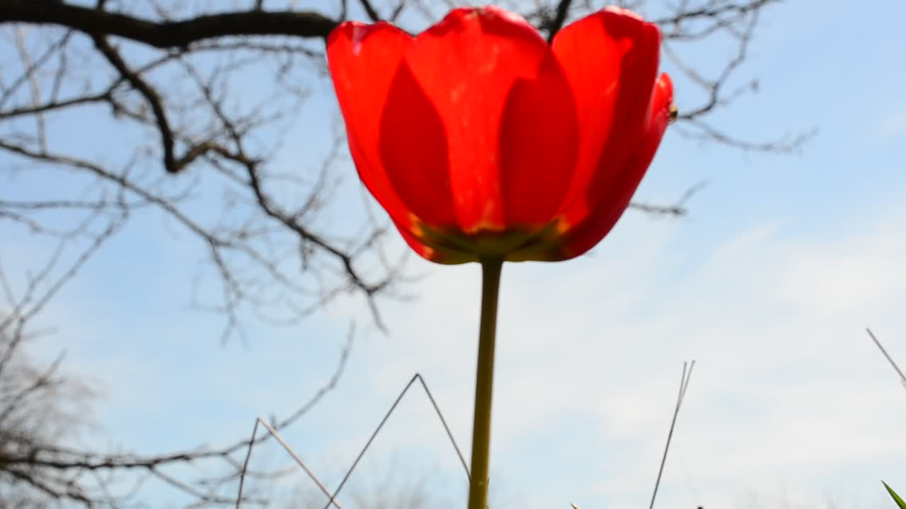 Tulppaani keväällä. Tulppaani taivasta vasten