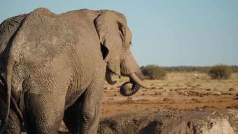 4k african elephant spray mud bath, swing trunk, botswana, slow motion