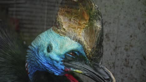 close-up portrait of a southern cassowary flightless bird in prague zoo, czech republic