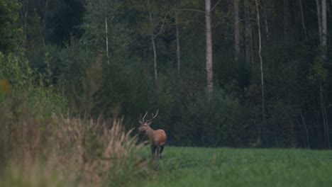 Un-Solo-Ciervo-Joven-Caminando-Comiendo-A-Finales-De-Otoño-Por-La-Noche-Al-Anochecer-En-La-Oscuridad