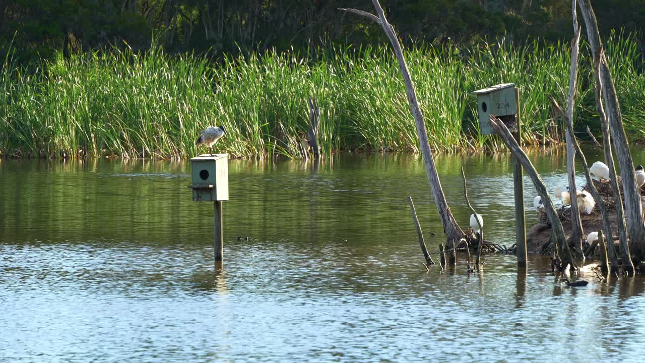 Flock of Australian white ibis perched on the island, roosting and building nest in the middle of wetland environment during breeding season, with pedestal nest box installed in the wildlife lake