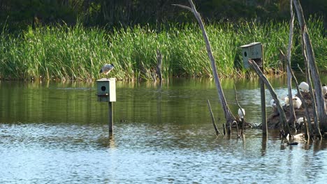 Bandada-De-Ibis-Blancos-Australianos-Encaramados-En-La-Isla,-Descansando-Y-Construyendo-Nidos-En-Medio-Del-Ambiente-De-Humedal-Durante-La-Temporada-De-Reproducción,-Con-Una-Caja-Nido-De-Pedestal-Instalada-En-El-Lago-De-Vida-Silvestre