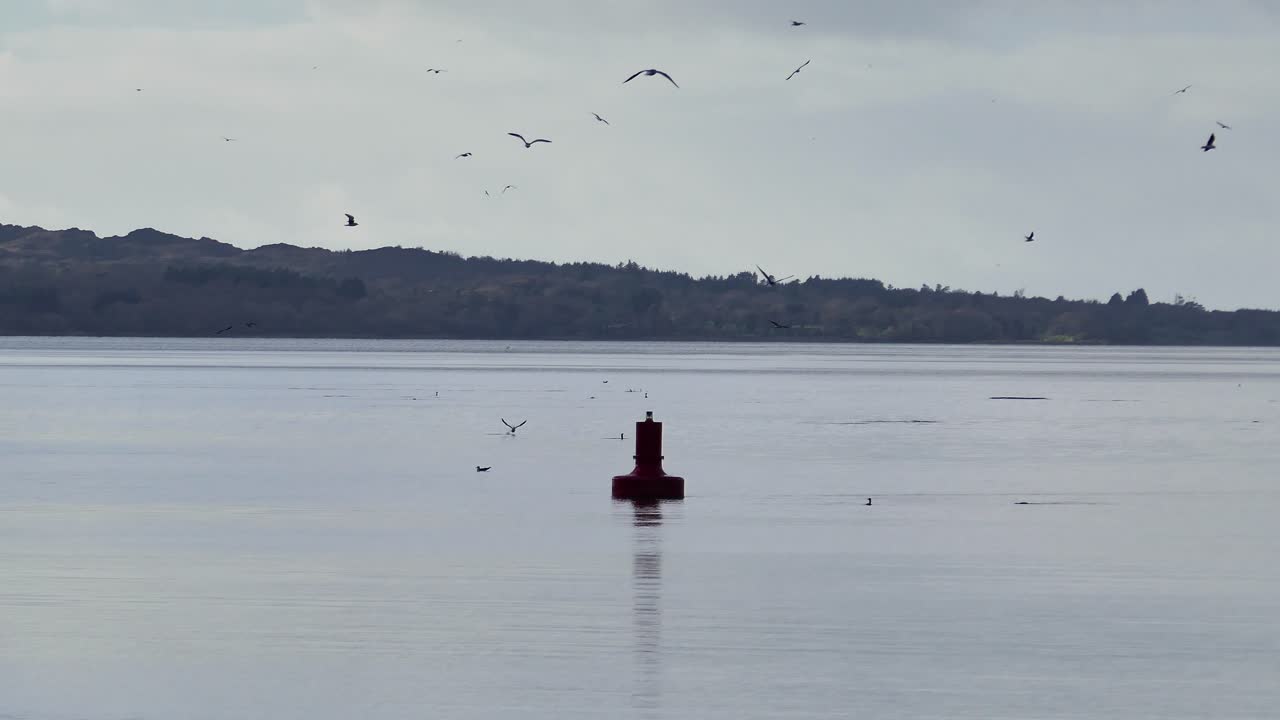 Epic Ireland pod of dolphins and seabirds feeding in Kenmare Bay Kerry winter morning