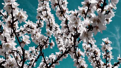 close-up video of white blossoms against a turquoise background, shot from a low angle
