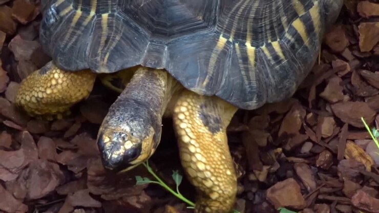 Closeup of a beautiful exotic turtle, walking