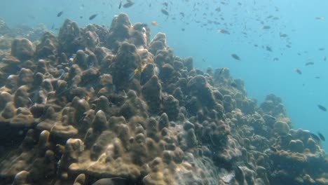 Underwater-shot-of-giant-moray-hiding-amongs-corals-at-Andaman-Sea