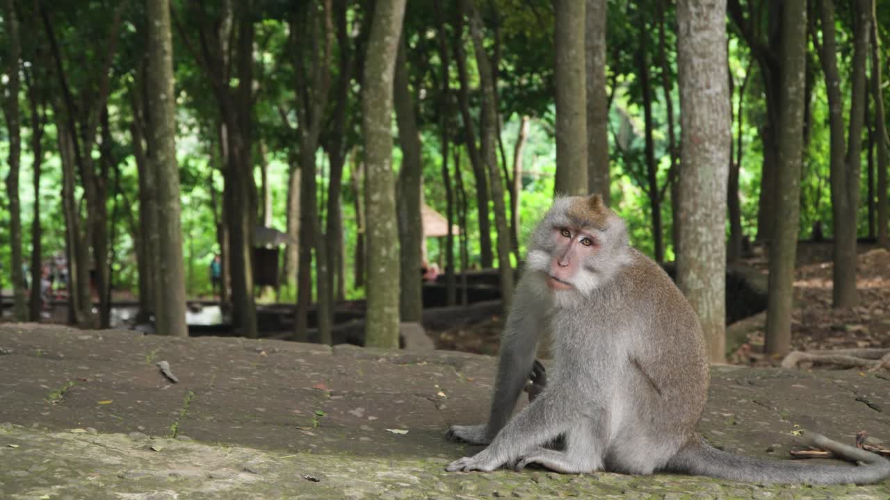 Lone Crab-eating Macaque In The Rainforest Of Sacred Monkey Forest Sanctuary In Ubud, Bali, Indonesia. Close-up Shot