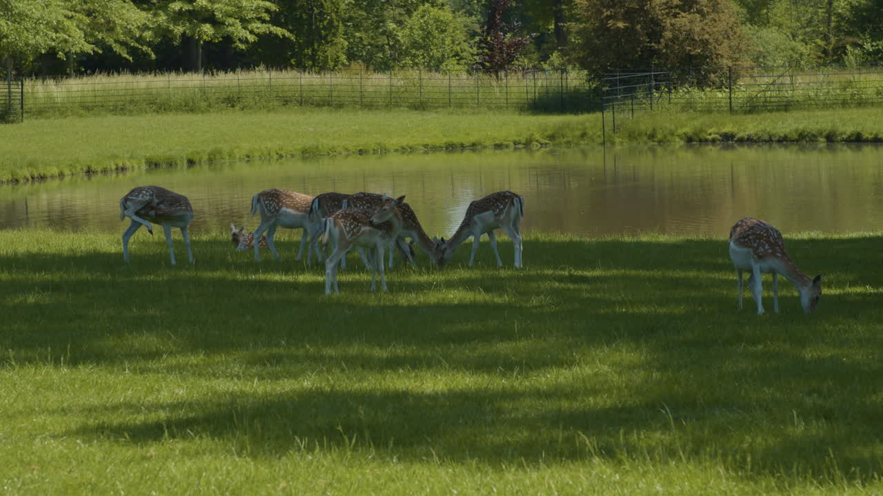 Kleine Herde Rehe entspannt sich im Schatten nahe einem Teich