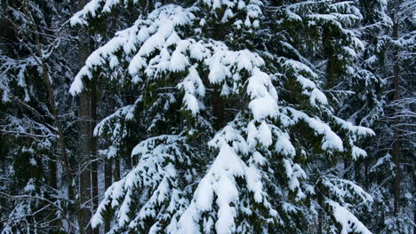 Nahaufnahme-Einer-Kiefer-Mit-Schneebedeckten-Zweigen---Anhebung-Der-Antenne