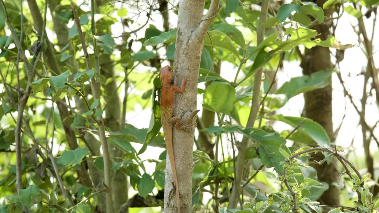 el lagarto naranja en el árbol encuentra insectos para comer, parque nacional chitwan en nepal.