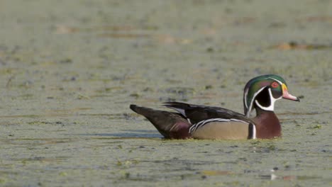 male wood duck swimming in green algae calm water