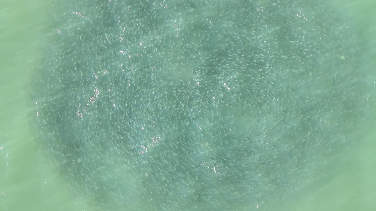A closer aerial view reveals the glimmering details of a densely packed school of fish. Their synchronized motion creates a textured surface in the clear ocean waters near Hilton Head