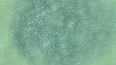 a closer aerial view reveals the glimmering details of a densely packed school of fish. their synchronized motion creates a textured surface in the clear ocean waters near hilton head