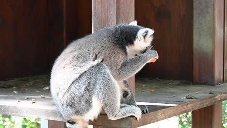 un lémur se sienta y come una zanahoria en un zoológico en un refugio de madera