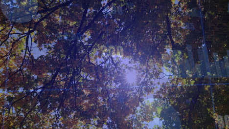 sunlight filtering through autumn leaves with animation of faint data graphs