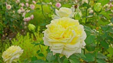 a large, vibrant yellow rose in full bloom dominates the foreground, surrounded by blurred pink and yellow roses and green foliage in a garden.