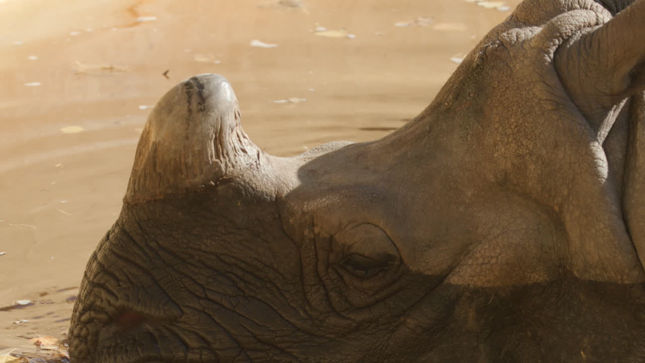 un rinoceronte está bebiendo y nadando en el agua de su recinto zoológico