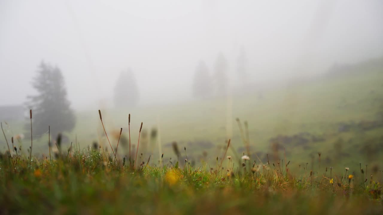 Fir trees in heavy fog in swiss mountains with grass in foreground